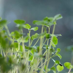 How to Grow Microgreens Efficiently Indoors